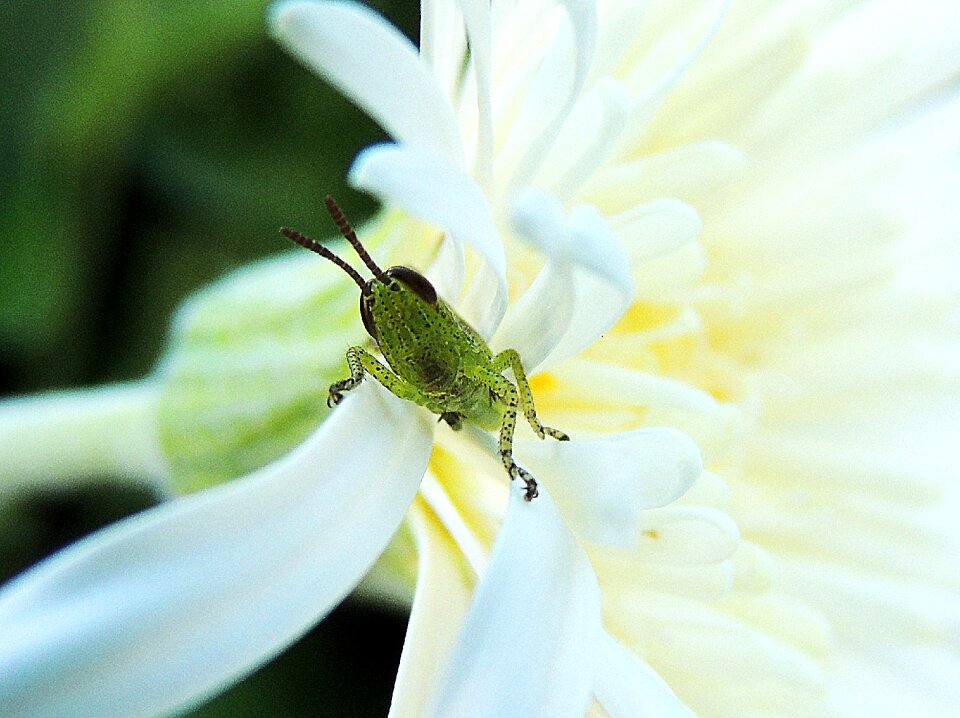 Garden young macro
