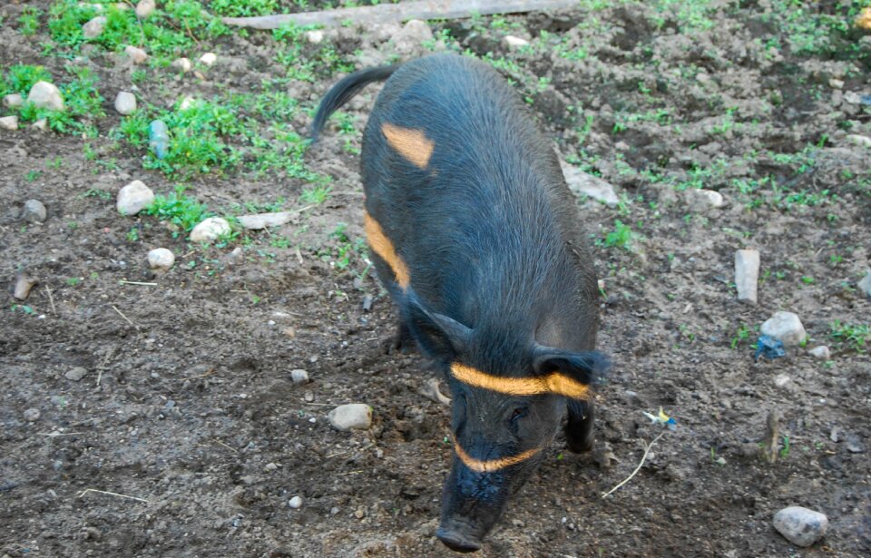 Pig wildlife dirty