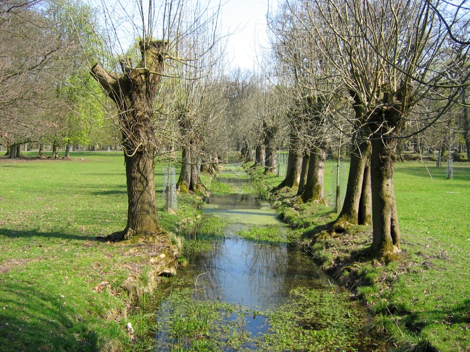 Trees bach landscape