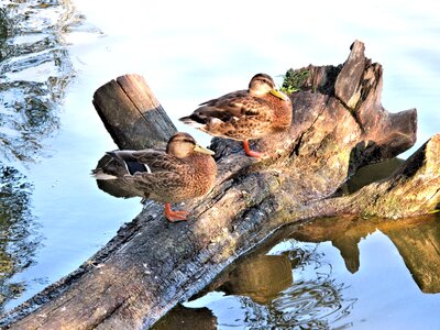 River canada animals