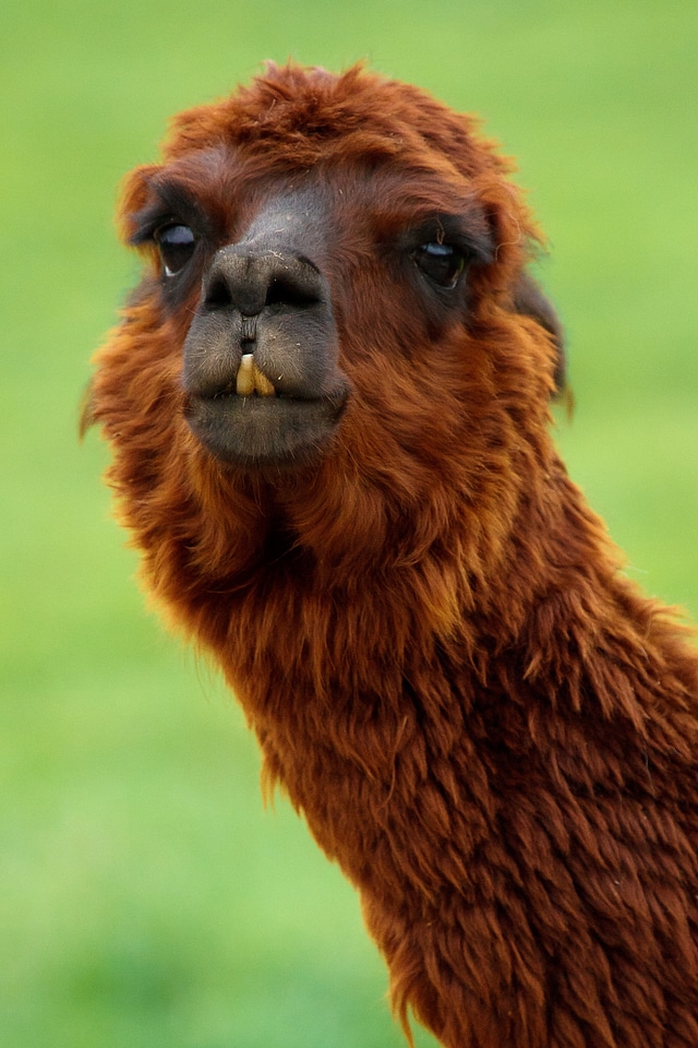 Comical curly fluffy