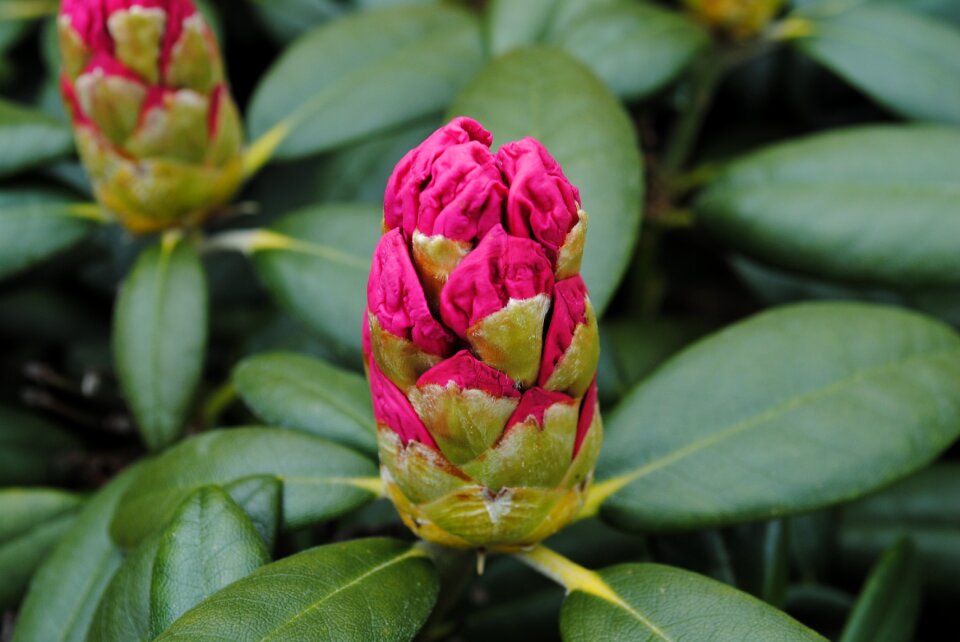 Rhododendron flowers rosa
