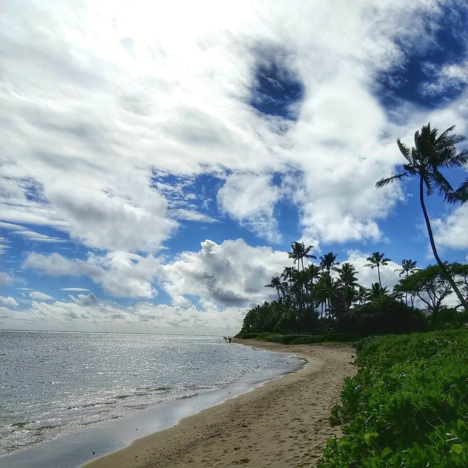 Hawaii palm shore photo