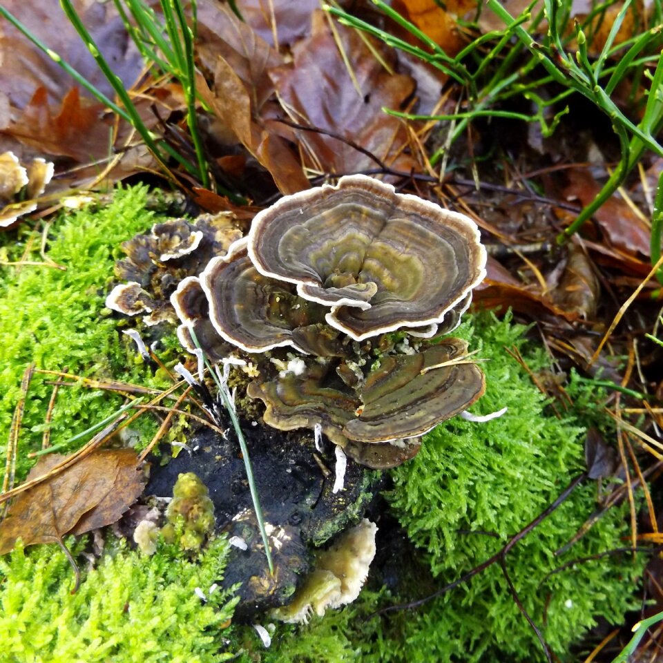 Moss moist nature