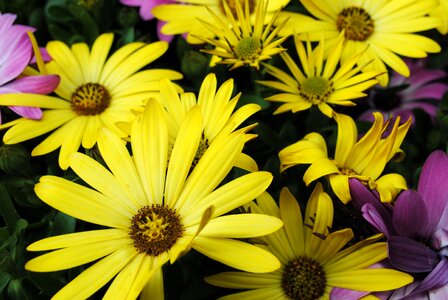 Flowers spanish daisies yellow flowers