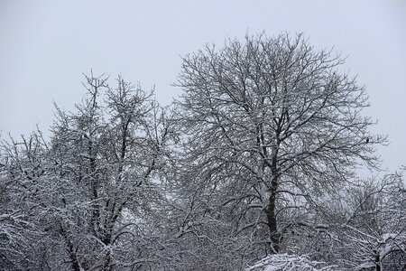 Cold white trees photo