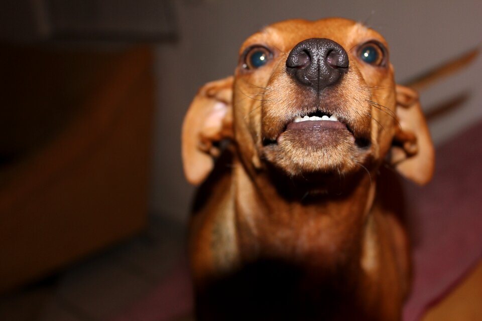 Aggression growl brown