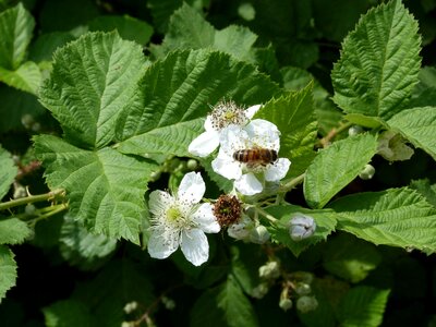 Flowers mulberry green