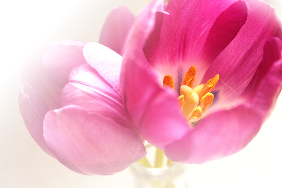 Nature flower birthday