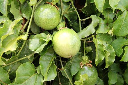 Fruit growing irrigation canindé