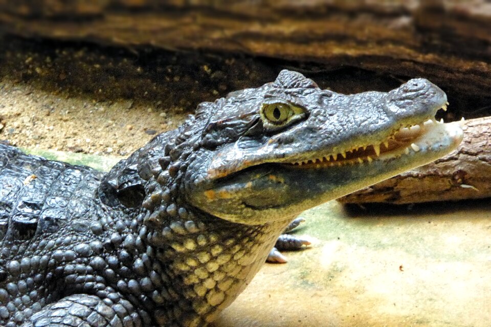 Cayman animal reptile