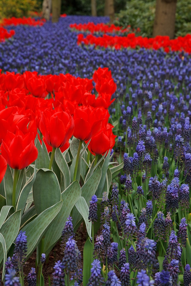 Blooming blue dutch