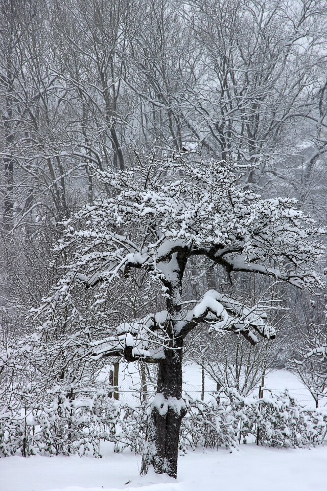 Wintry cold white photo