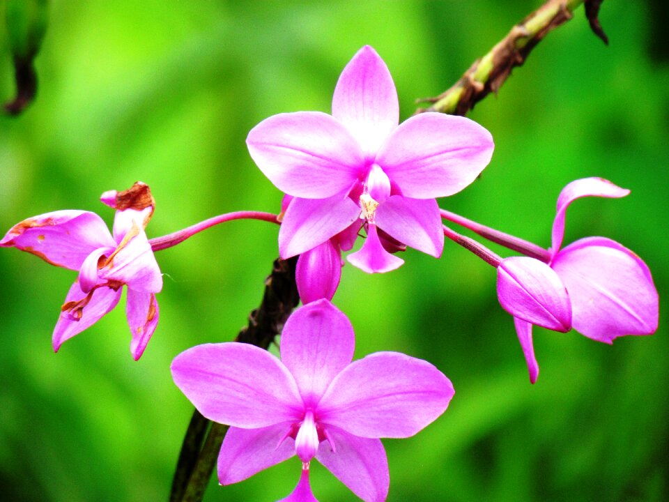Wild purple flower flowers