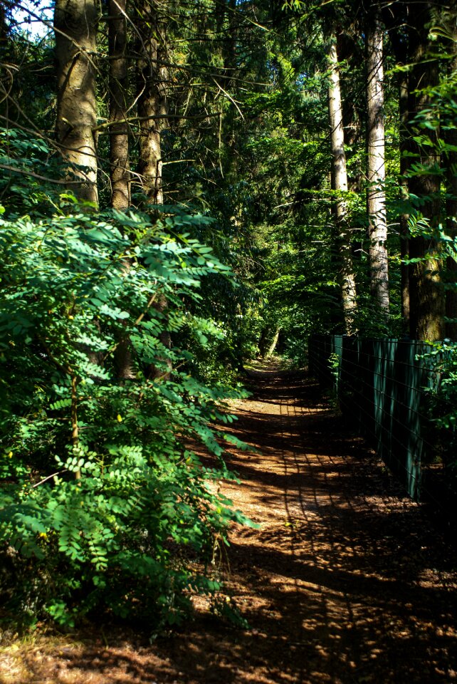 Buitenweg path street