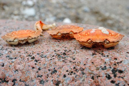 Crab crab skald stone