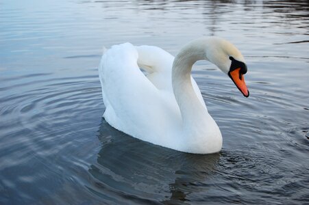 Water fidelity tenderness photo