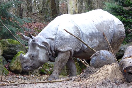 Rhino animal horn photo