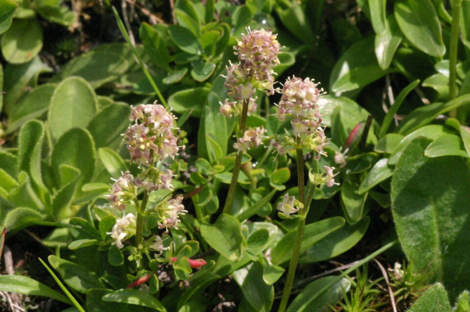 Bloom valeriana celtica valerian