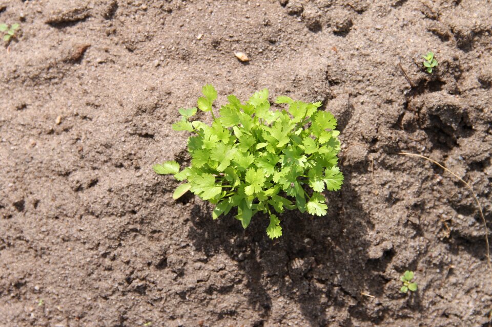 Irrigation planting agriculture