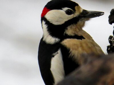 Woodpecker great spotted woodpecker forest bird