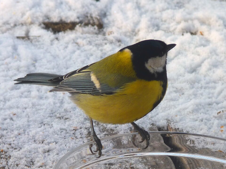 Bird seed food animal