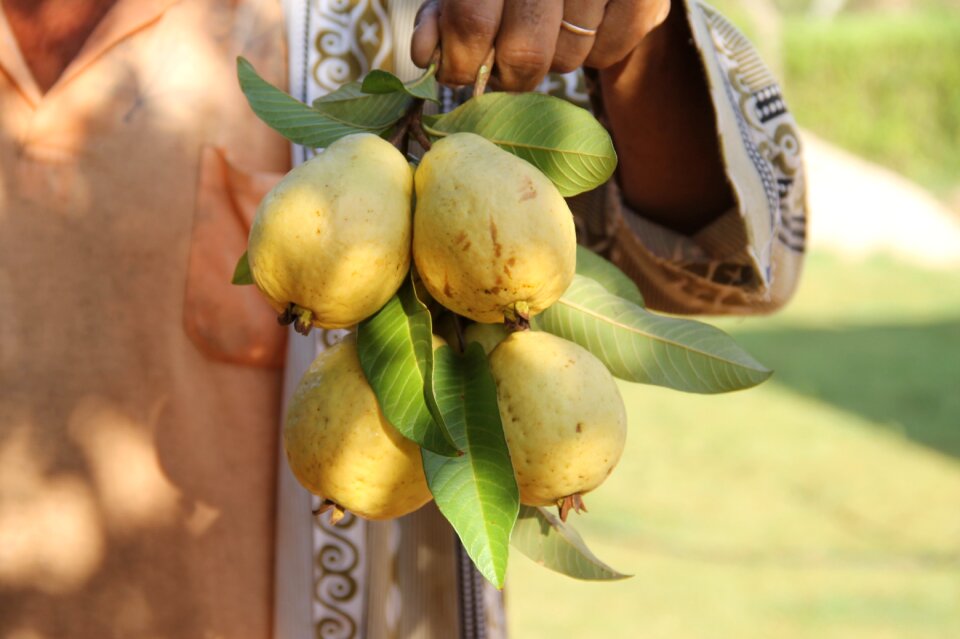 Fruit growing irrigation canindé