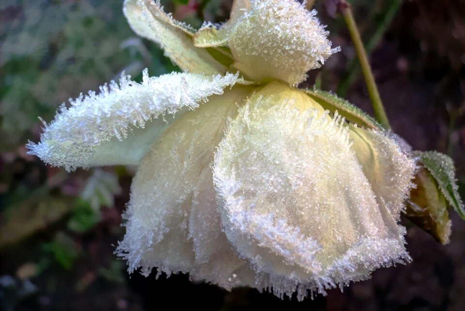 Frost garden flower