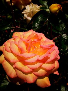 Peach-color portland-rose-garden garden