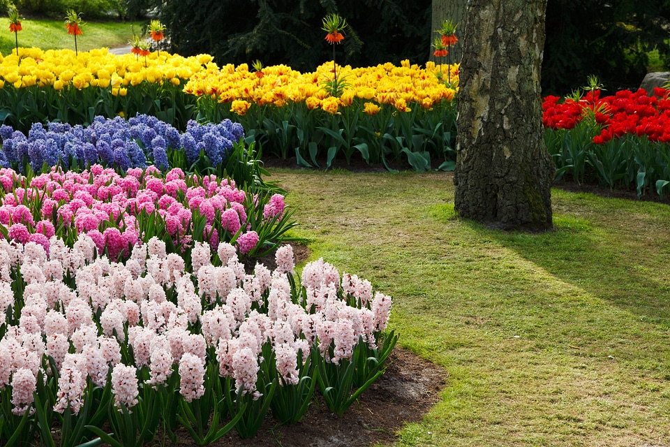 Color colorful field photo