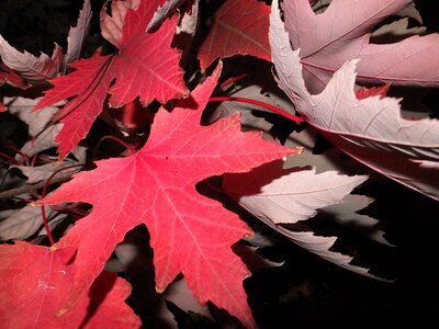 Maple leaf autumn season