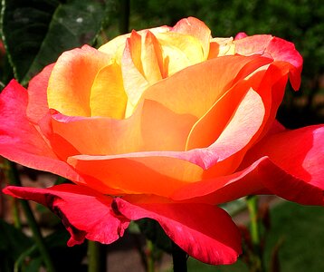 Flower single