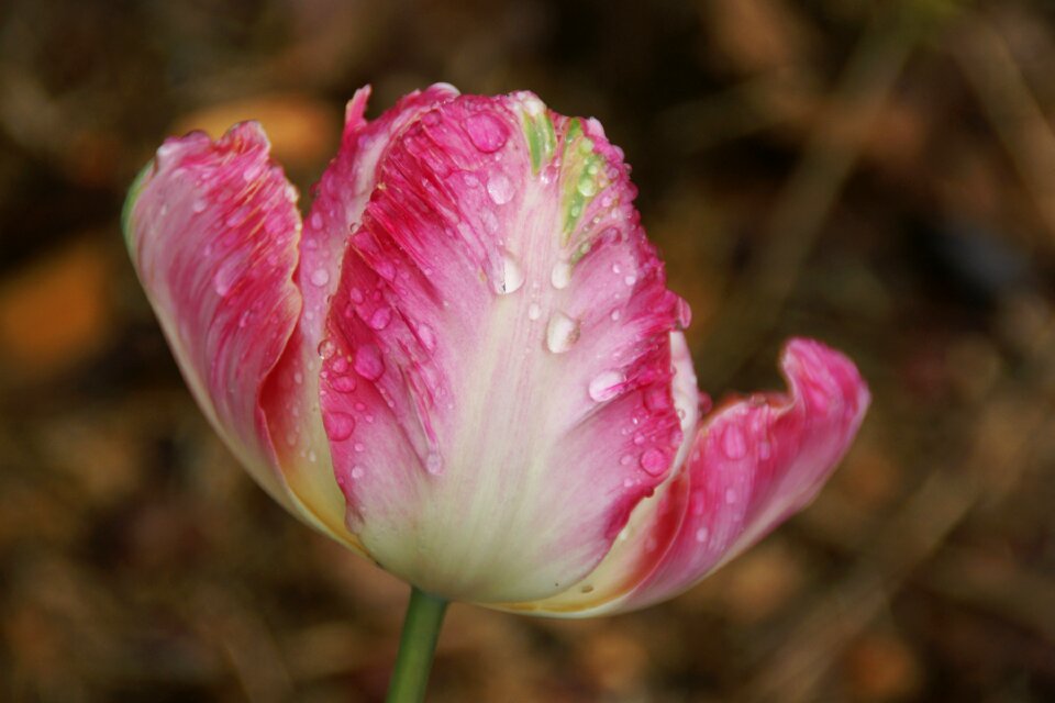 Water nature plant