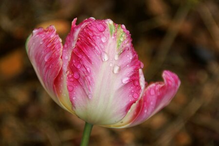 Water nature plant