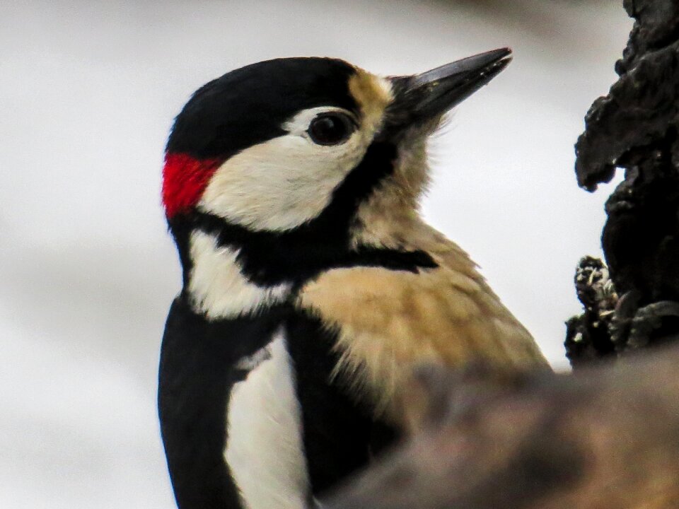 Woodpecker great spotted woodpecker forest bird