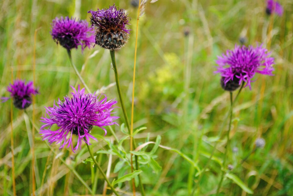 Flower thistle have