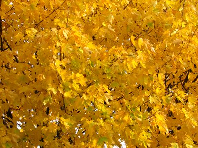October foliage gold