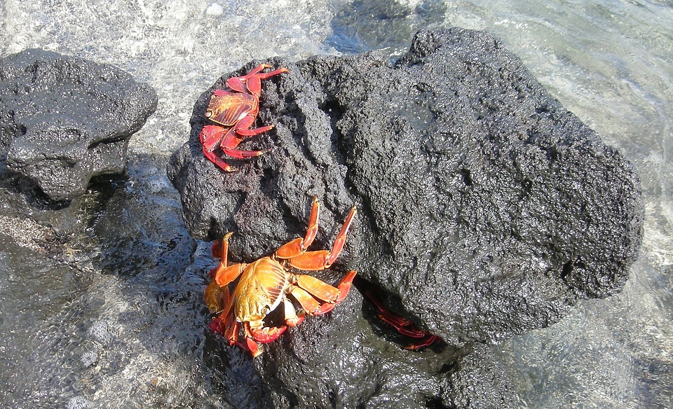 Rocks island galapagos