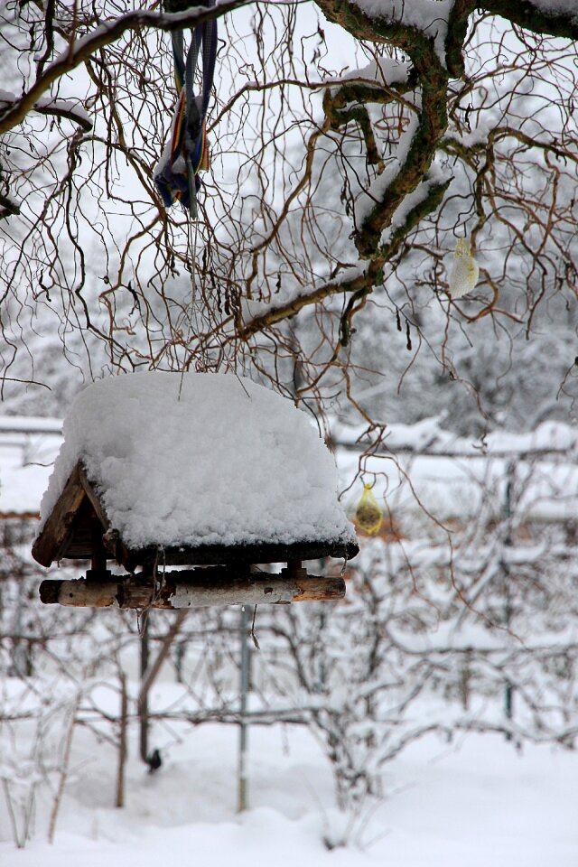 Bird feeder aviary bird