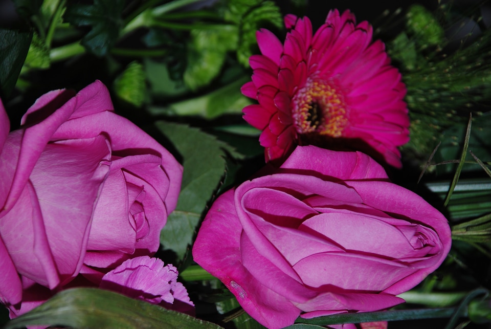 Leaf pink summer