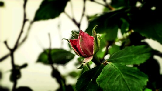Plant red
