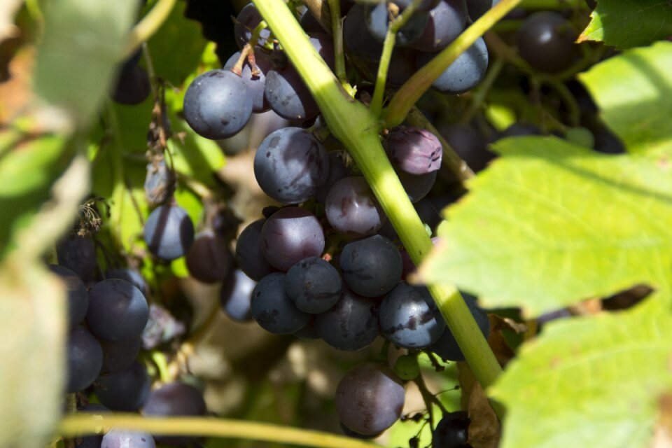 Grapes sun fruit