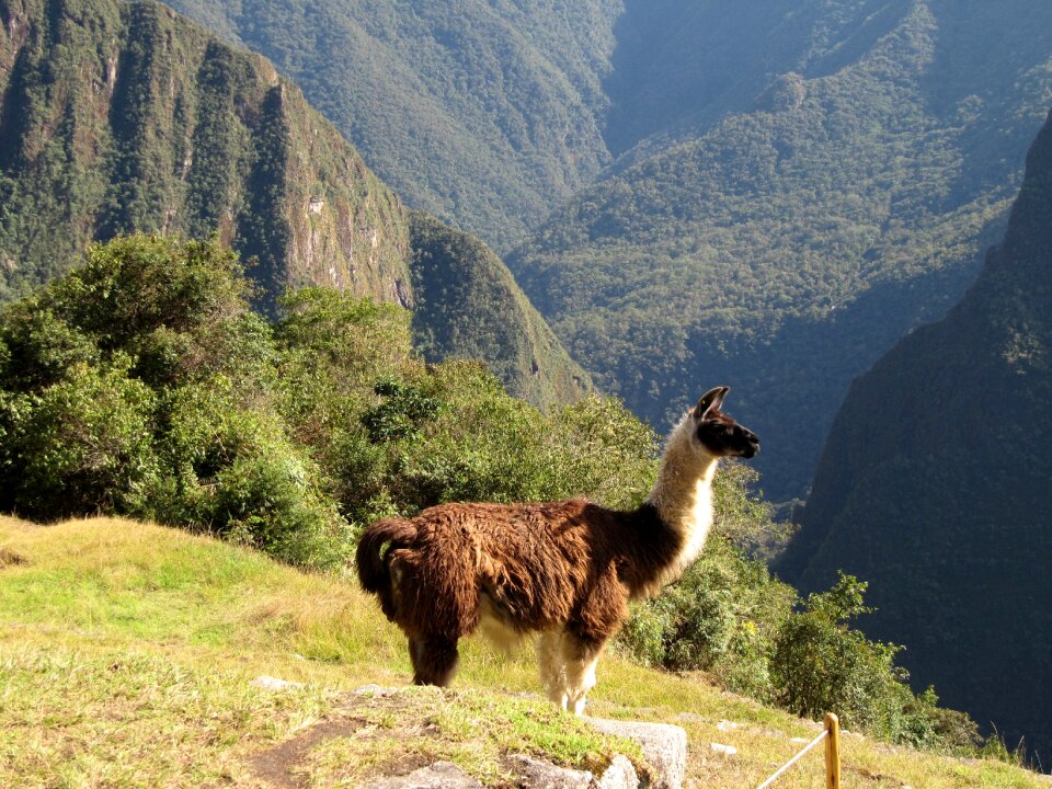 Animal machu picchu peru