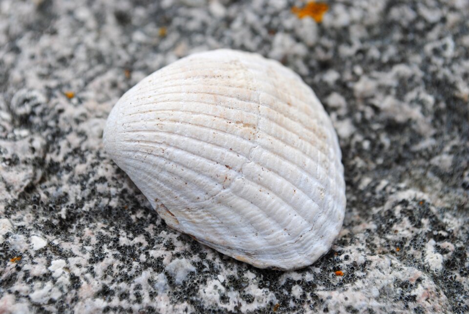Seashell stone beach