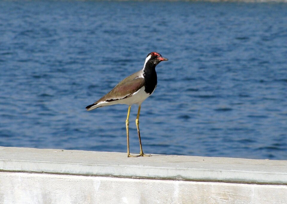 Water lapwing redwattled