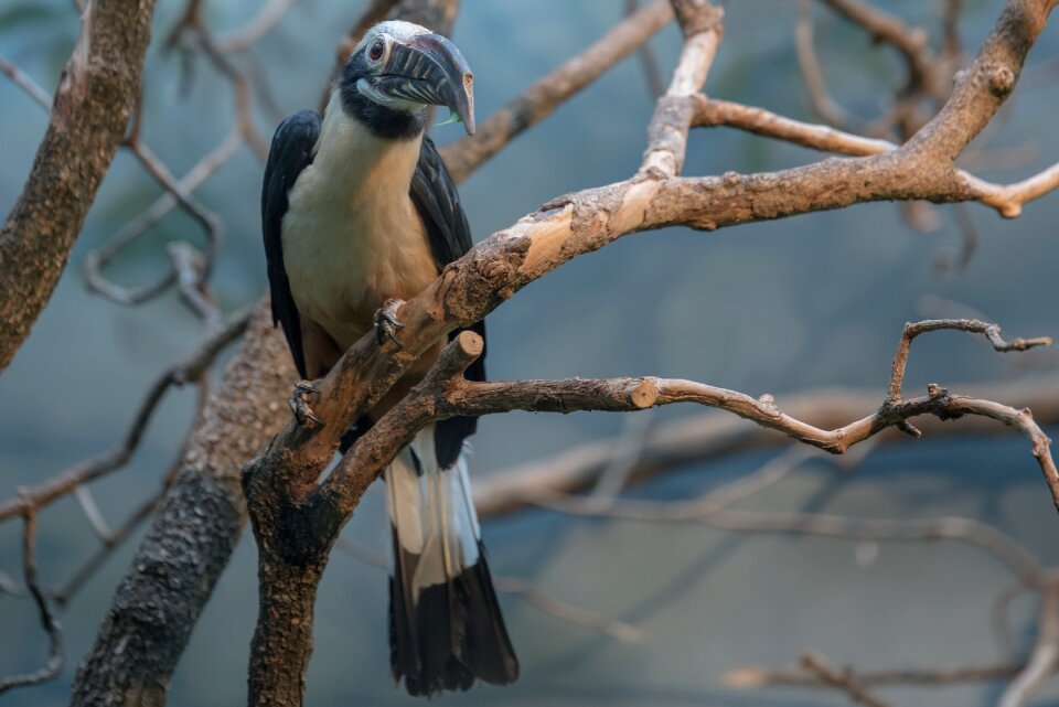 Animal world plumage bill photo