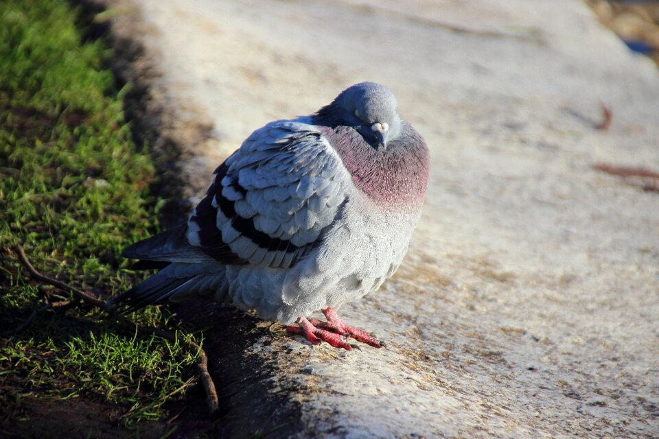 Dove bird fluffed up