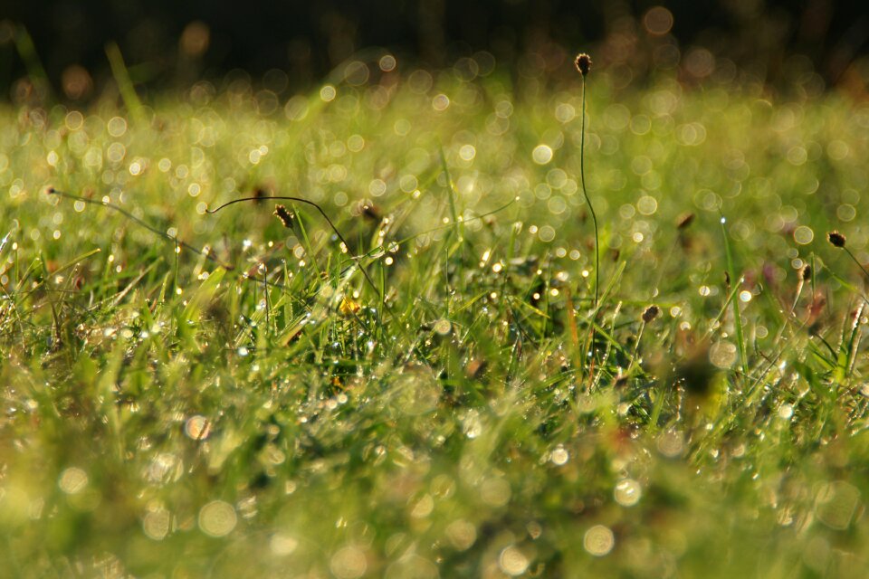 Sunlight nature water