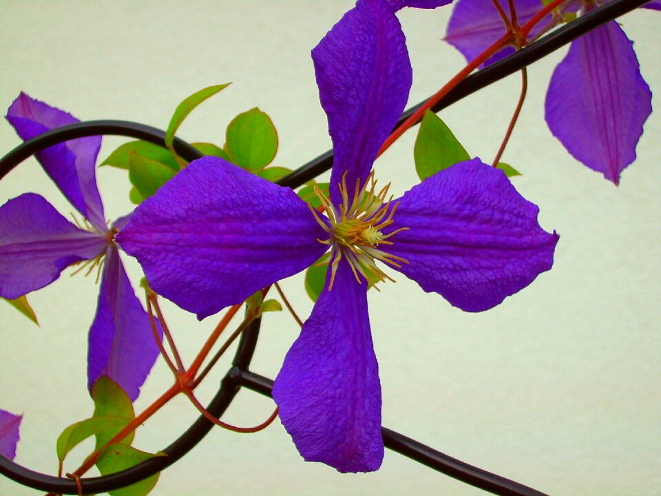Purple flower summer blossom