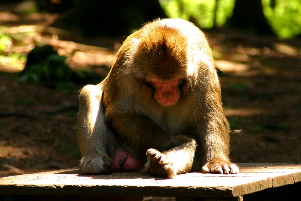 Schneeaffe rotgesichtsmakake macaca fuscata